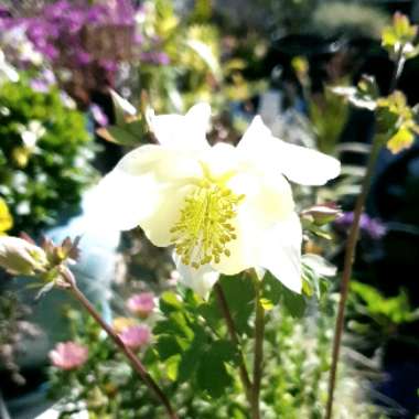 Columbine 'Green Apples'