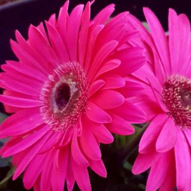 Gerbera 'Garvinea'