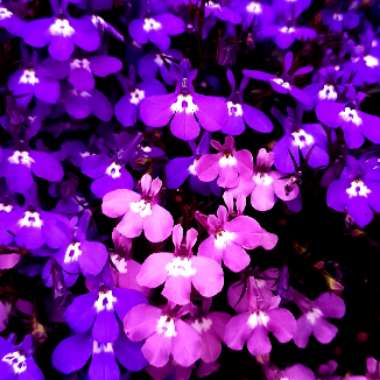 Lobelia 'Blue with Eye Palace'