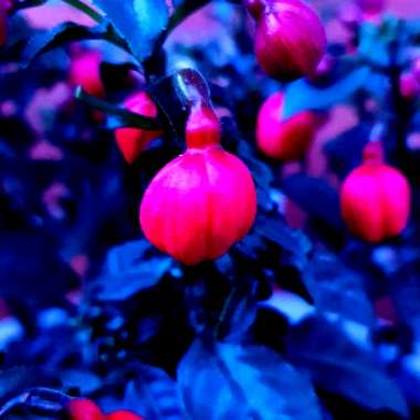 Fuchsia 'Mrs Popple'