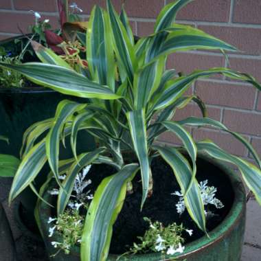 Dracaena 'Lemon Lime'