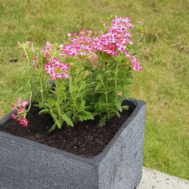 Verbena 'Empress Flair Cherry Charm'