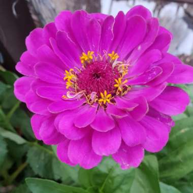 Zinnia 'Purple Prince'