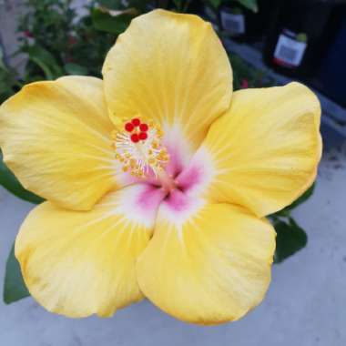 Tropical Hibiscus