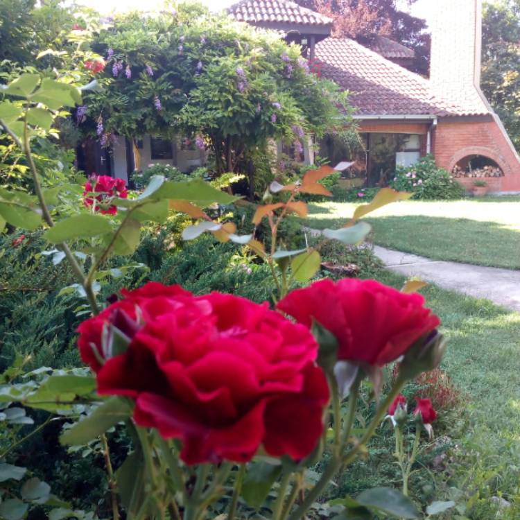 Plant image Rosa 'Scarlet Queen Elizabeth'