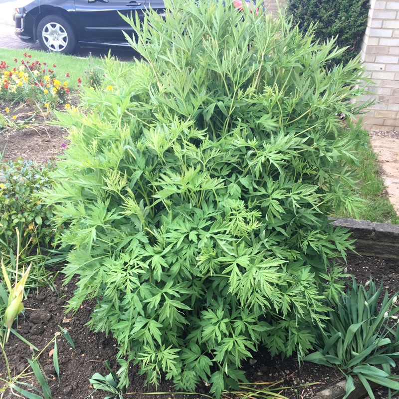 Yellow Delavay Peony