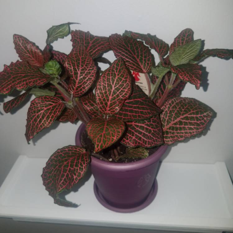 Plant image Fittonia argyroneura 'Red Anne'