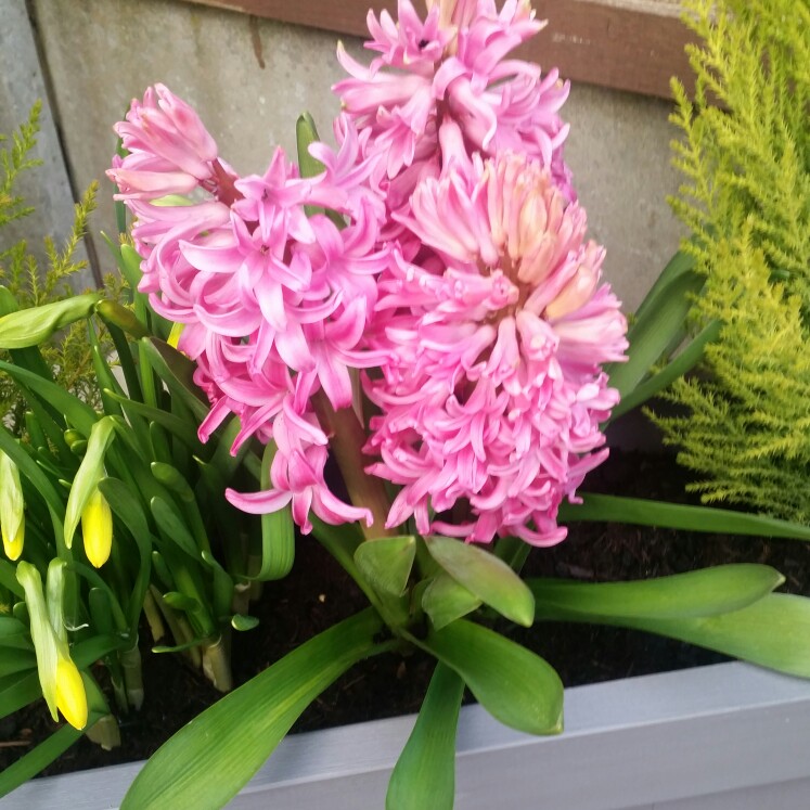 Plant image Hyacinthus orientalis 'Amethyst'