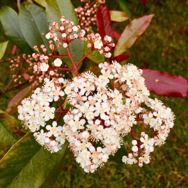 Photinia x fraseri 'Red Robin'