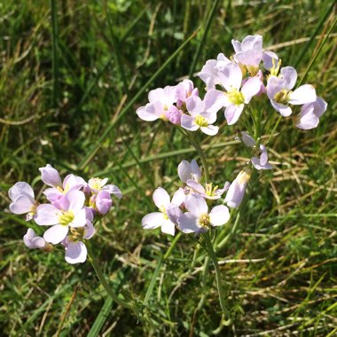 Cardamine pratensis