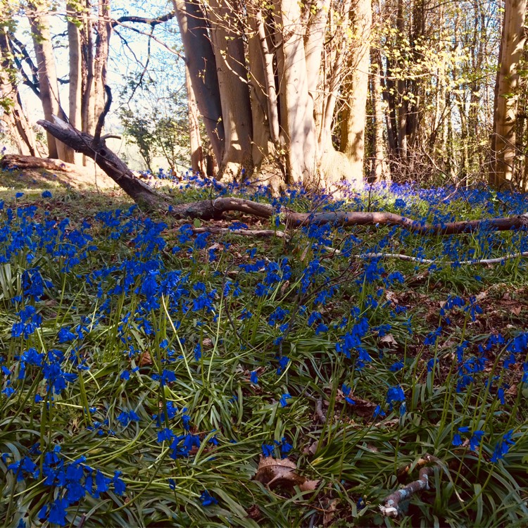 Plant image Hyacinthoides non-scripta 'Wavertree'