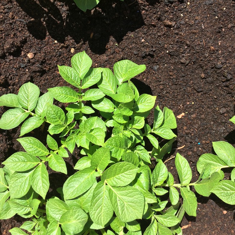 Plant image Solanum tuberosum 'Foremost'