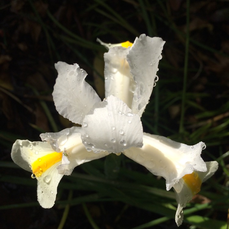 Plant image Iris 'White Caucasus' syn. Iris reticulata 'White Caucasus'