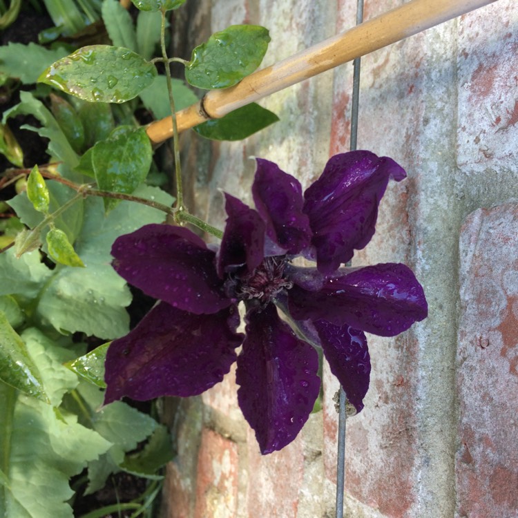 Plant image Clematis x jackmanii 'Purpurea'