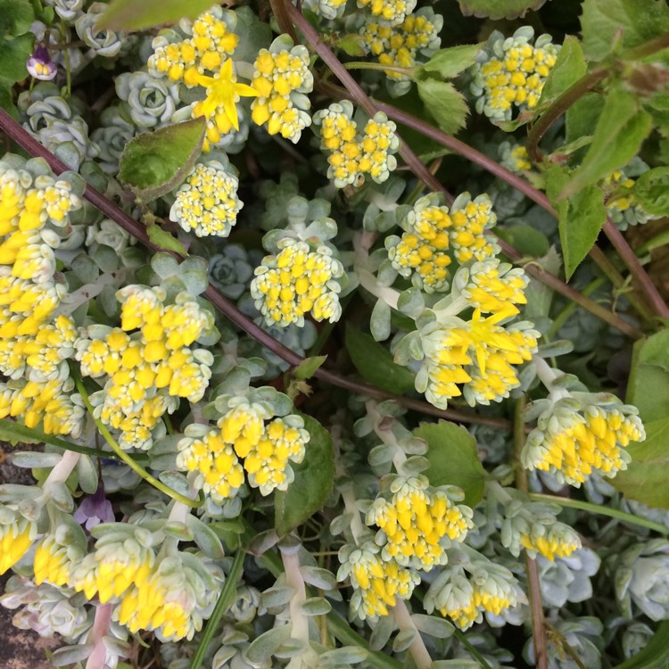 Plant image Sedum mexicanum