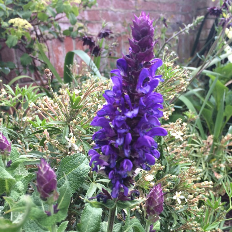 Plant image Salvia x sylvestris 'Balsalarv' syn. Salvia x sylvestris 'Blue Marvel', Salvia nemorosa 'Blue Marvel'