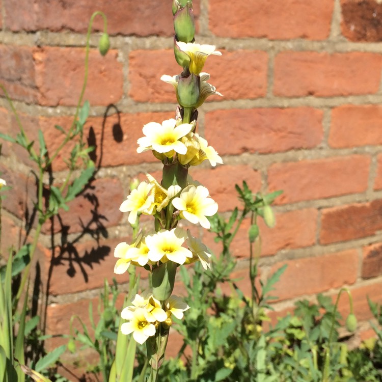 Plant image Sisyrinchium