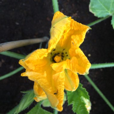 Cucurbita Pepo var. Cylindrica