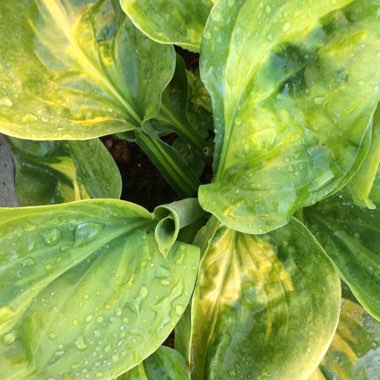 Hosta