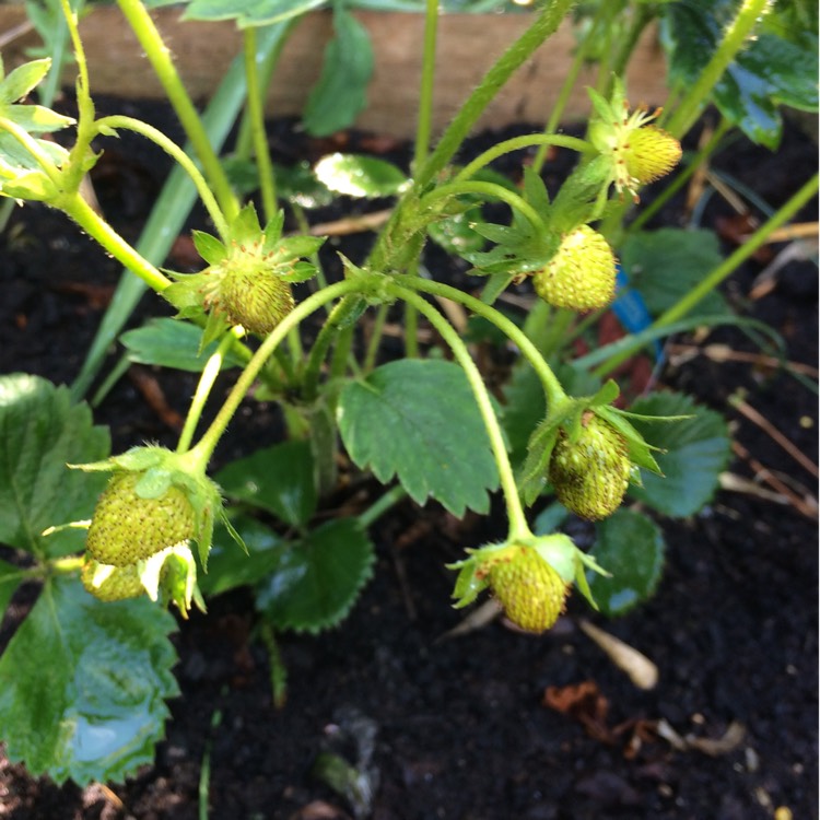 Plant image Fragaria x ananassa 'Redgauntlet' syn. Fragaria x ananassa 'Red Guantlet'