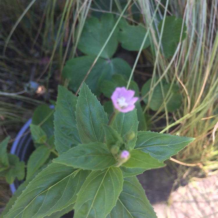 Plant image Epilobium montanum