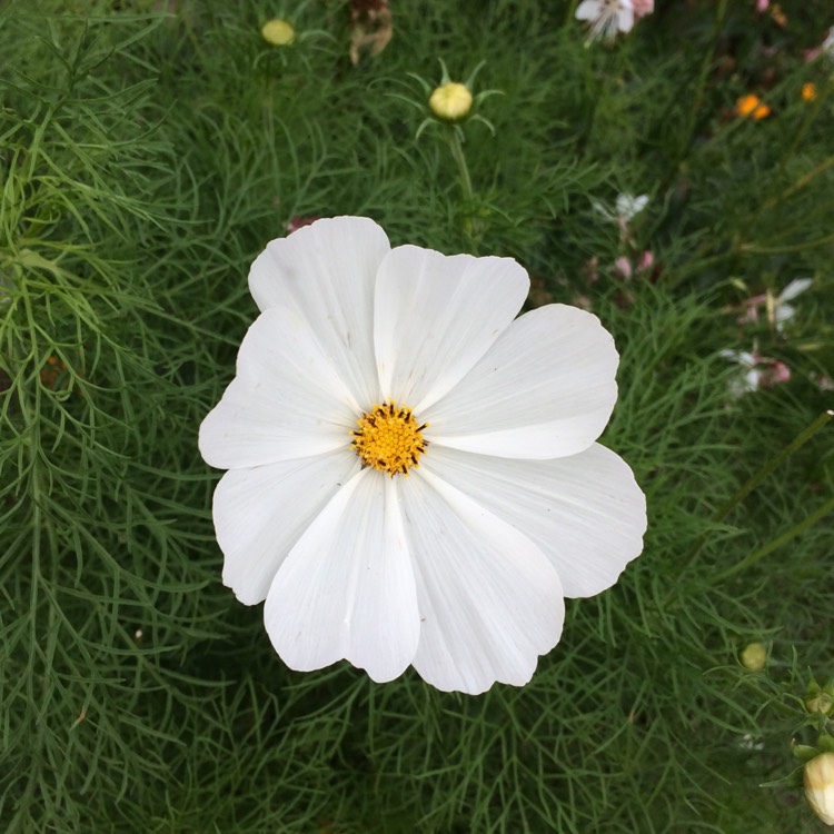 Plant image Cosmos Purity