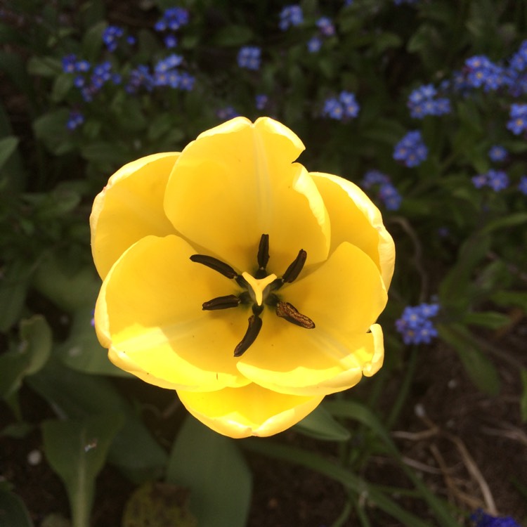 Plant image Tulipa orphanidea 'Flava'