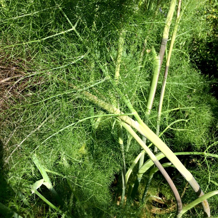 Plant image Foeniculum vulgare 'Giant Bronze' syn. Ferula 'Giant Bronze', Ferula communis 'Giant Bronze'