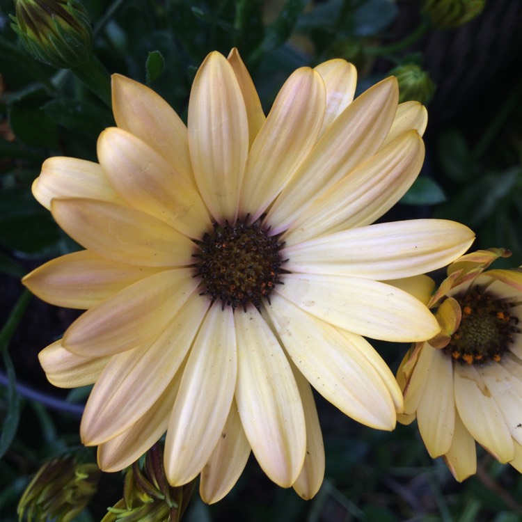 Plant image Osteospermum Margarita