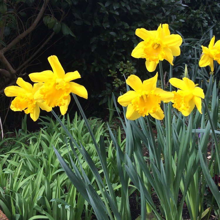 Plant image Narcissus 'King Alfred'