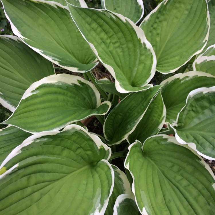 plant image 1593109