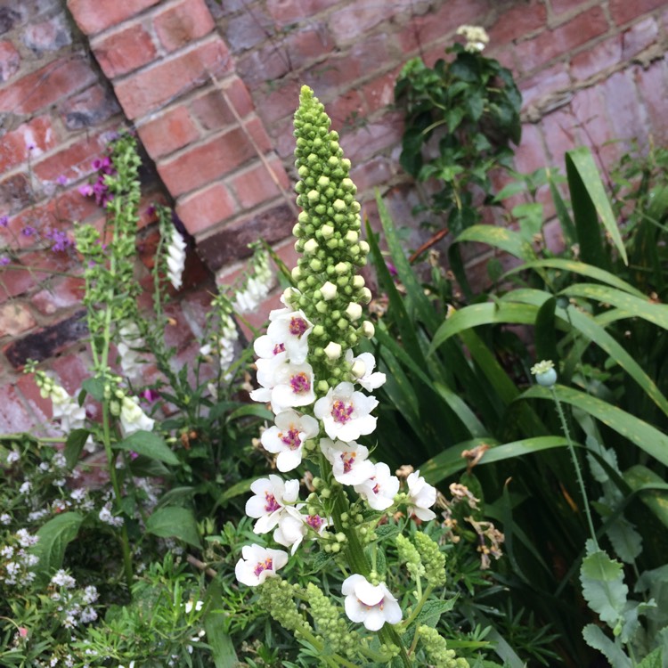 Plant image Verbascum x hybrida 'Southern Charm'