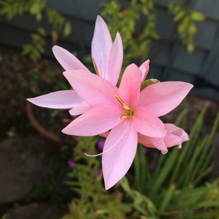 Plant image Hesperantha coccinea 'Jennifer' syn. Schizostylis coccinea 'Jennifer'