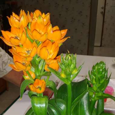 Ornithogalum dubium