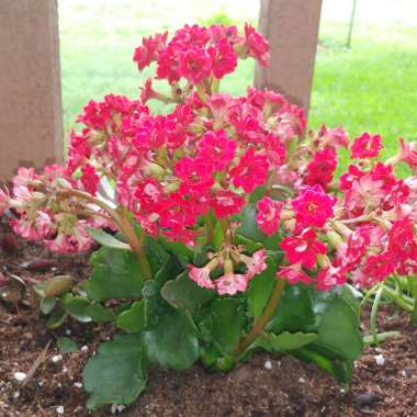 Kalanchoe 'Blossfeldiana'