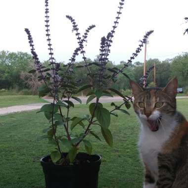 Basil 'African Blue'