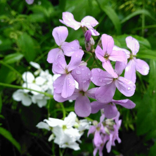 Plant image Hesperis matronalis Crown Mixed