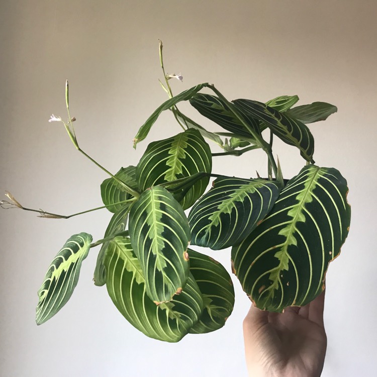 Plant image Maranta Leuconeura ‘Marisela'