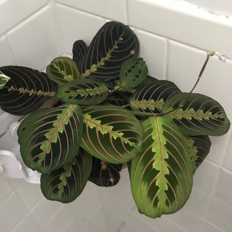 Plant image Maranta leuconeura var. 'Erythroneura'