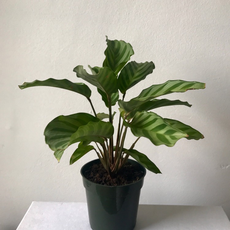 Plant image Calathea Concinna Freddie