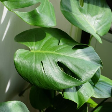 Monstera deliciosa