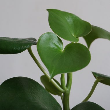 Peperomia polybotrya 'Raindrop'