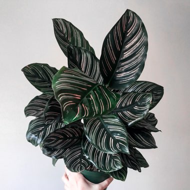 Pin-stripe Calathea