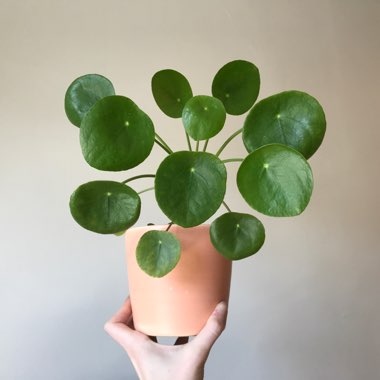 Chinese Money Plant