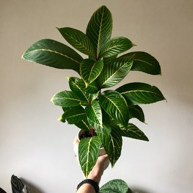 nmregan's plant