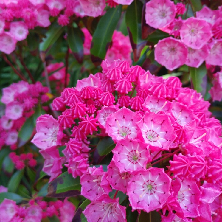 Plant image Kalmia latifolia 'Pinwheel'