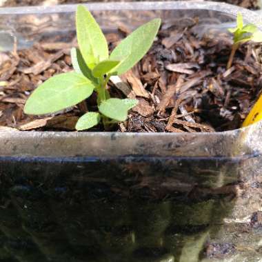 Common Milkweed