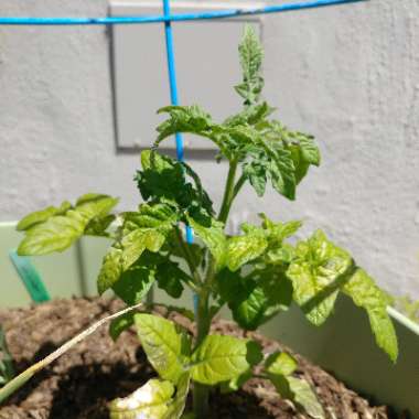 Dwarf Tomato 'Husky Cherry Red' (Cherry Tomato)