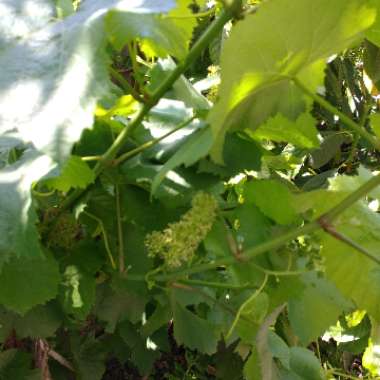 Grape Vine