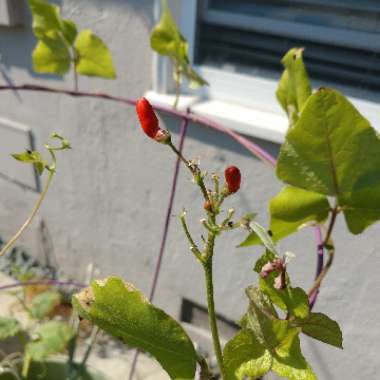 Runner Bean